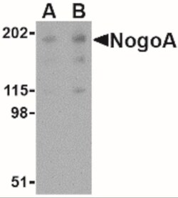 Nogo-A Antibody - BSA Free, Novus Biologicals:Antibodies:Primary Antibodies