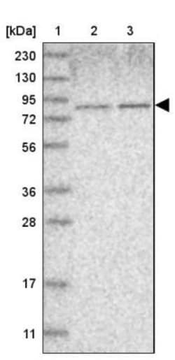 NOL11 Antibody, Novus Biologicals 0.1mL; Unlabeled:Antibodies, Polyclonal