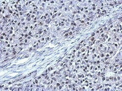 NOL12 Antibody, Novus Biologicals 0.1mL; Unlabeled:Antibodies, Polyclonal