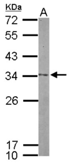 NOL12 Antibody, Novus Biologicals 0.1mL; Unlabeled:Antibodies, Polyclonal
