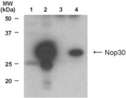 ARC/NOL3 Antibody - BSA Free, Novus Biologicals 0.1 mg; Unconjugated:Antibodies,