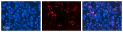 NOMO1 Antibody, Novus Biologicals:Antibodies:Primary Antibodies