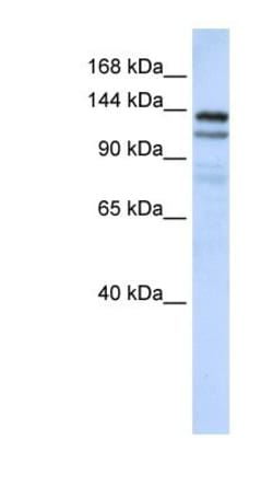 NOMO1 Antibody, Novus Biologicals:Antibodies:Primary Antibodies