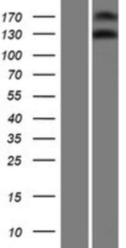 Novus Biologicals™ NOMO3 Overexpression Lysate