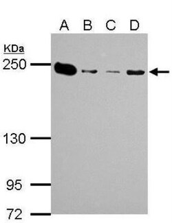 non-muscle Myosin IIA Antibody, Novus Biologicals 0.1mL; Unlabeled:Antibodies,