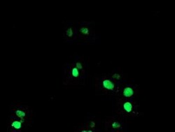 NONO Antibody (OTI4D9), Novus Biologicals 0.1 mL | Buy Online | Novus Biologicals | Fisher Scientific