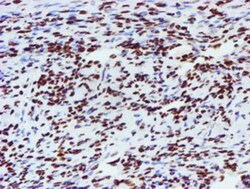 NONO Antibody (OTI4D9), Novus Biologicals 0.1 mL | Buy Online | Novus Biologicals | Fisher Scientific