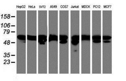 NONO Antibody (OTI4D9), Novus Biologicals 0.1 mL | Buy Online | Novus Biologicals | Fisher Scientific