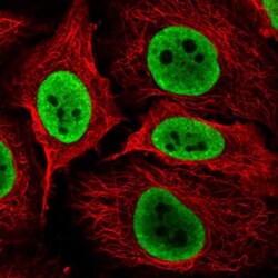 NONO Antibody, Novus Biologicals 0.1mL; Unlabeled:Antibodies, Polyclonal