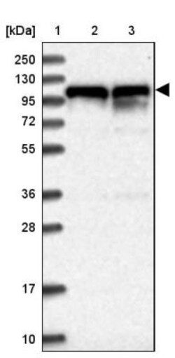 NOP14 Antibody, Novus Biologicals 0.1mL; Unlabeled:Antibodies, Polyclonal