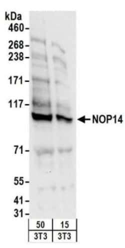 NOP14 Antibody, Novus Biologicals 0.1mg; Unlabeled:Anticuerpos