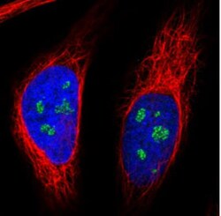 NOP56 Antibody (CL2603), Novus Biologicals 0.1mL; Unlabeled:Antibodies,