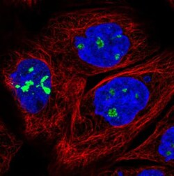 NOP56 Antibody (CL2603), Novus Biologicals 0.1mL; Unlabeled:Antibodies,