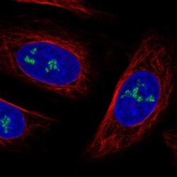 NOP56 Antibody (CL2603), Novus Biologicals 0.1mL; Unlabeled:Antibodies,