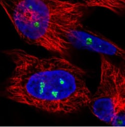 NOP56 Antibody (CL2603), Novus Biologicals 0.1mL; Unlabeled:Antibodies,