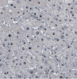 NOP56 Antibody (CL2603), Novus Biologicals 0.1mL; Unlabeled:Antibodies,