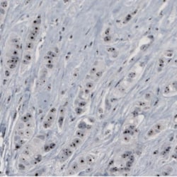 NOP56 Antibody (CL2603), Novus Biologicals 0.1mL; Unlabeled:Antibodies,