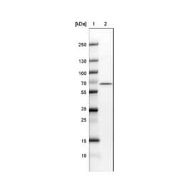 NOP56 Antibody (CL2603), Novus Biologicals 0.1mL; Unlabeled:Antibodies,