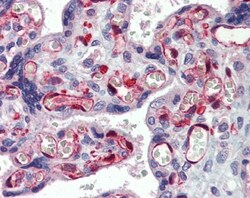 NOP56 Antibody, Novus Biologicals 100&mu;L; Unlabeled:Antibodies, Polyclonal