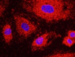 NOP56 Antibody, Novus Biologicals 0.1mL; Unlabeled:Antibodies, Polyclonal