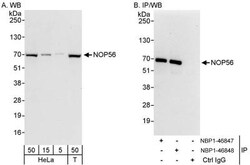 NOP56 Antibody, Novus Biologicals 0.1mL; Unlabeled:Antibodies, Polyclonal