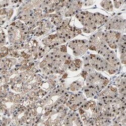 NOP58 Antibody, Novus Biologicals 0.1mL; Unlabeled:Antibodies, Polyclonal