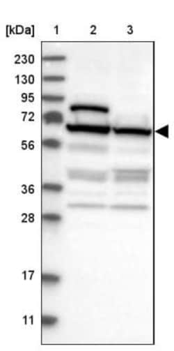 NOP58 Antibody, Novus Biologicals 0.1mL; Unlabeled:Antibodies, Polyclonal