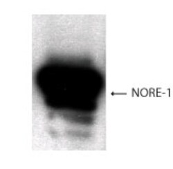 NORE1 Antibody - BSA Free, Novus Biologicals 0.1 mL; Unconjugated:Antibodies,