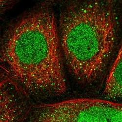 NOS1AP Antibody, Novus Biologicals 0.1mL; Unlabeled:Antibodies, Polyclonal