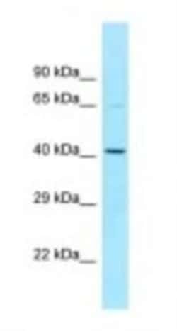 NOS1AP Antibody, Novus Biologicals:Antibodies:Primary Antibodies
