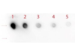 Notch-1 Antibody - (Cleaved N terminal), Novus Biologicals 0.2mL; Unlabeled:Antibodies,