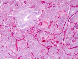 Notch-1 Antibody - (Cleaved N terminal), Novus Biologicals 0.2mL; Unlabeled:Antibodies,