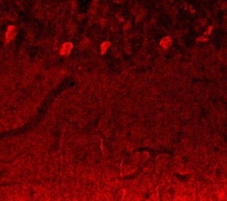 Notch-3 Antibody - BSA Free, Novus Biologicals:Antibodies:Primary Antibodies