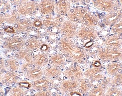 NOTUM Antibody - BSA Free, Novus Biologicals 0.1mg; Unlabeled:Antibodies,