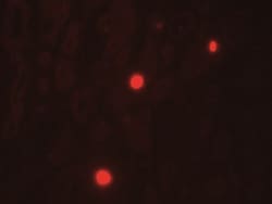 NOX1 Antibody - BSA Free, Novus Biologicals 0.025 mg, Unlabeled:Antibodies,