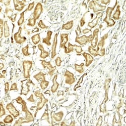 NOX1 Antibody - BSA Free, Novus Biologicals 0.025 mg, Unlabeled:Antibodies,
