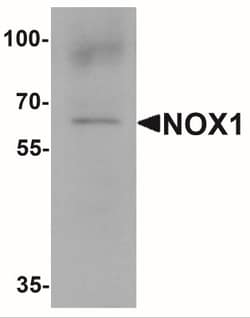 NOX1 Antibody - BSA Free, Novus Biologicals 0.025 mg, Unlabeled:Antibodies,