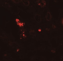NOX3 Antibody - BSA Free, Novus Biologicals 0.1mg; Unlabeled:Antibodies,
