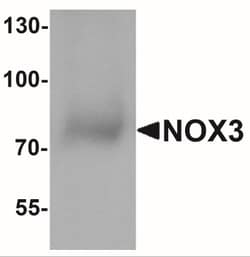 NOX3 Antibody - BSA Free, Novus Biologicals 0.1mg; Unlabeled:Antibodies,