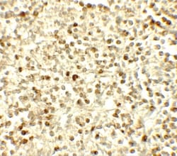 Nox4 Antibody - BSA Free, Novus Biologicals:Antibodies:Primary Antibodies