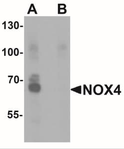 Nox4 Antibody - BSA Free, Novus Biologicals:Antibodies:Primary Antibodies