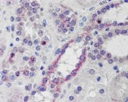NOXO1 Antibody, Novus Biologicals 0.1mg; Unlabeled:Antibodies, Polyclonal