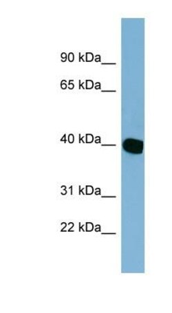 NOXRED1 Antibody, Novus Biologicals:Antibodies:Primary Antibodies