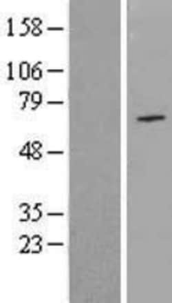 Novus Biologicals&trade;&nbsp;NPAS1 Overexpression Lysate