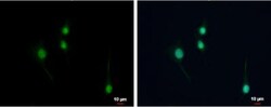 NPAS1 Antibody, Novus Biologicals 0.1mL:Antibodies, Polyclonal