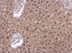 NPAS1 Antibody, Novus Biologicals 0.1mL:Antibodies, Polyclonal