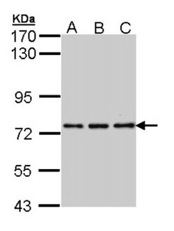 NPAS2 Antibody, Novus Biologicals 0.1mL; Unlabeled:Antibodies, Polyclonal