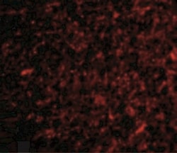 NPAS3 Antibody - BSA Free, Novus Biologicals 0.025 mg | Buy Online | Novus Biologicals | Fisher Scientific