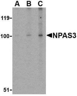 NPAS3 Antibody - BSA Free, Novus Biologicals 0.025 mg | Buy Online | Novus Biologicals | Fisher Scientific