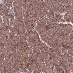 Puromycin-sensitive aminopeptidase/NPEPPS Antibody, Novus Biologicals:Antibodies:Primary